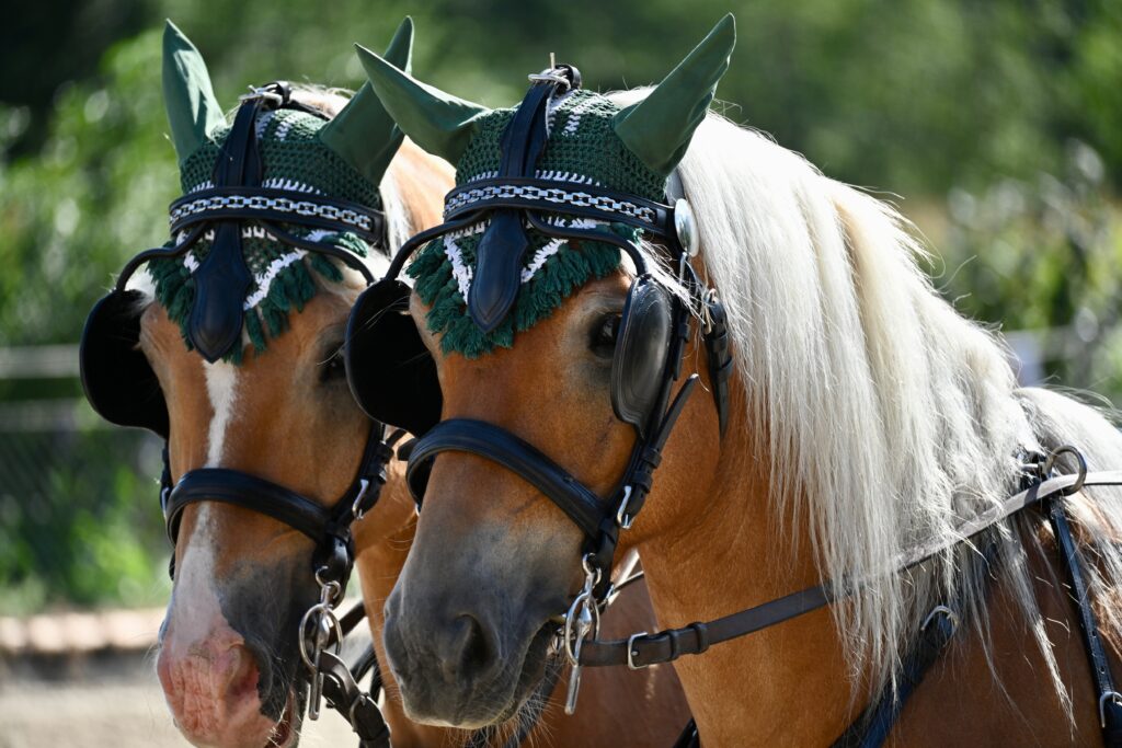 Två hästar med så kallade blinkers