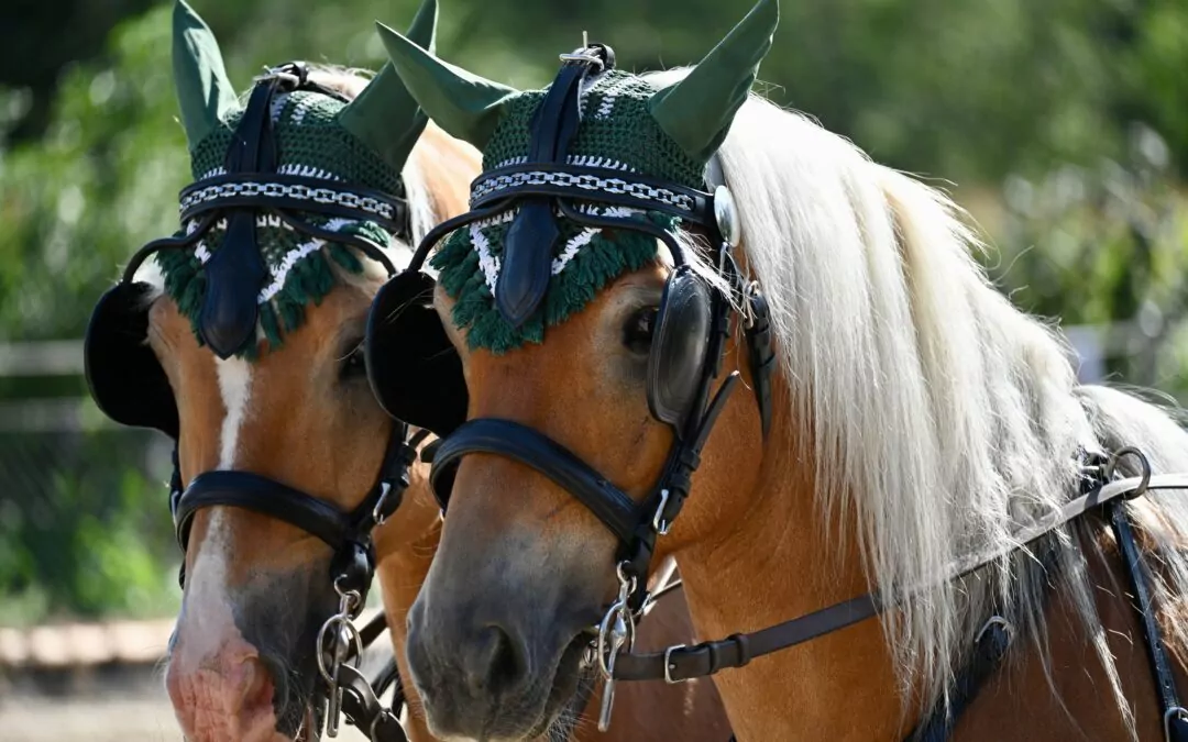 Två hästar med så kallade blinkers