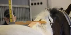 Mäta ponny