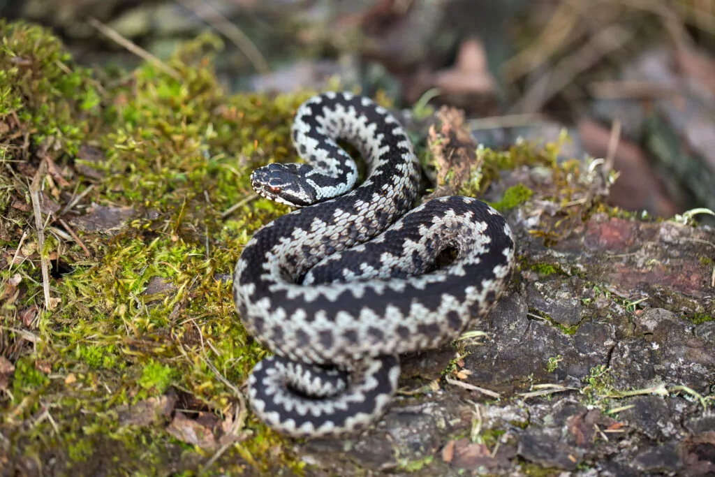 Svensk huggorm i skog