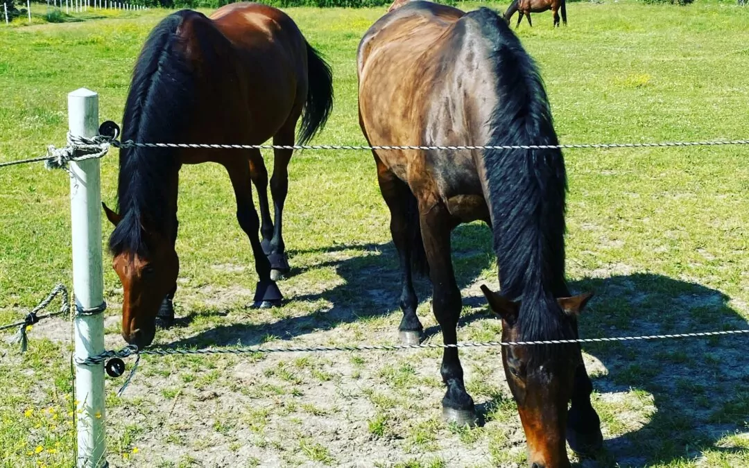 Två bruna hästar betar i grön hage