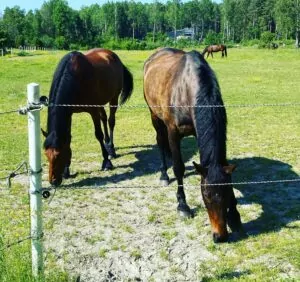 Två bruna hästar betar i grön hage