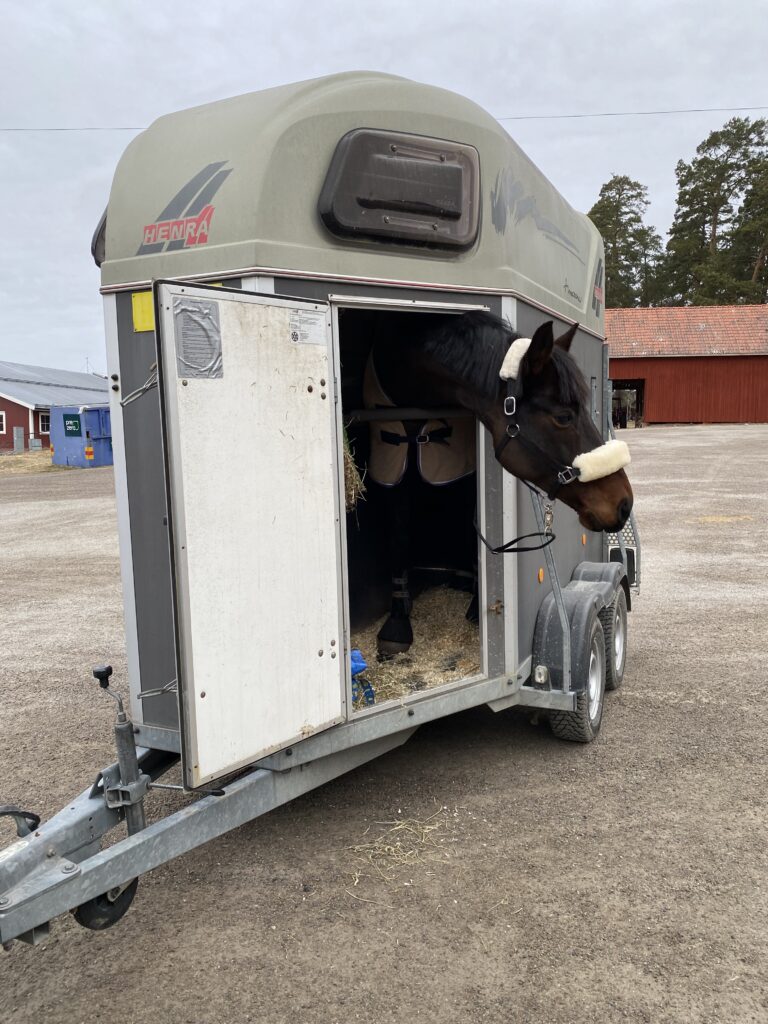 En stor svart häst som tittar ut ur ett hästsläp