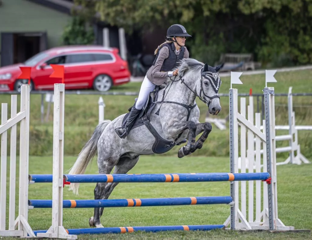 Ryttare hoppar hinder med grå häst