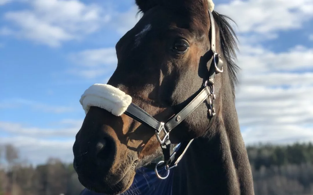 Brun häst med grimma i hage