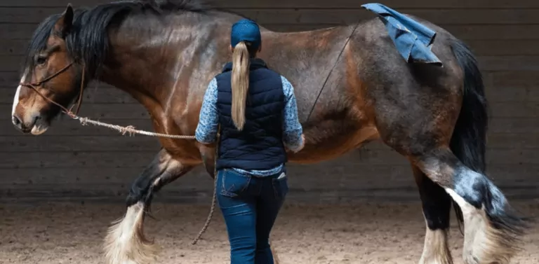 Kvinna longerar häst med blått täcke i ridhus